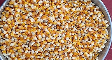 ZMO Şanlıurfa tahmini mısır maliyetlerini açıkladı