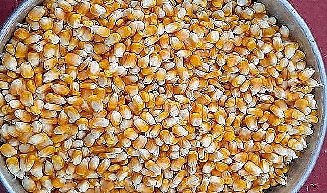 ZMO Şanlıurfa tahmini mısır maliyetlerini açıkladı