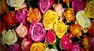 27 bitki çeşidi tescil edildi