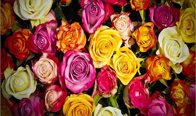 27 bitki çeşidi tescil edildi