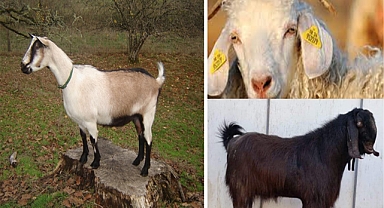 7 yerli keçi ırkı koruma altına alındı