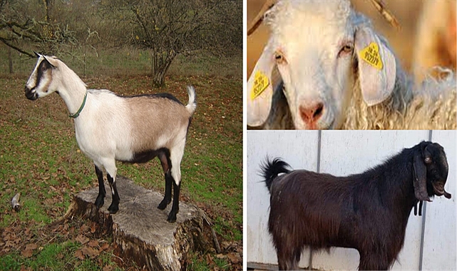 7 yerli keçi ırkı koruma altına alındı