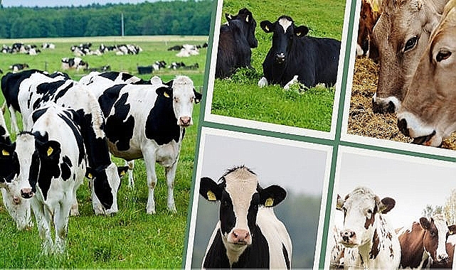 Bakan Kirişci'den damızlık birliklerine çağrı