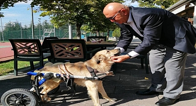 CHP, Hayvanlara yönelik şiddetin araştırılmasını istedi