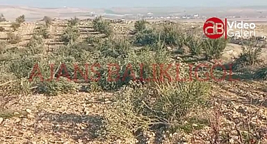 Hilvan'da binlerce ağaç testere ile katledildi