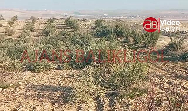 Hilvan'da binlerce ağaç testere ile katledildi