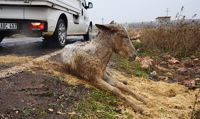 Hilvan'da bulunan yaralı hayvana belediye sahip çıktı