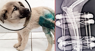 HRÜ’de köpeklerin uzun kemik kırıklarına yeni yaklaşım
