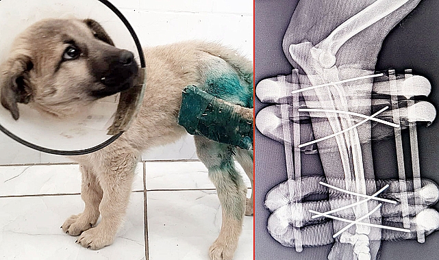 HRÜ’de köpeklerin uzun kemik kırıklarına yeni yaklaşım