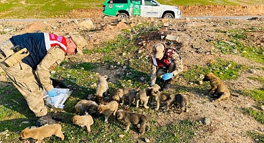 Jandarma ekipleri Eyyübiye'de sokak hayvanlarını besledi