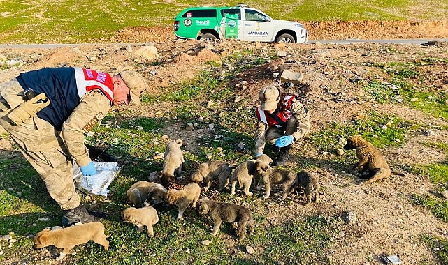Jandarma ekipleri Eyyübiye'de sokak hayvanlarını besledi