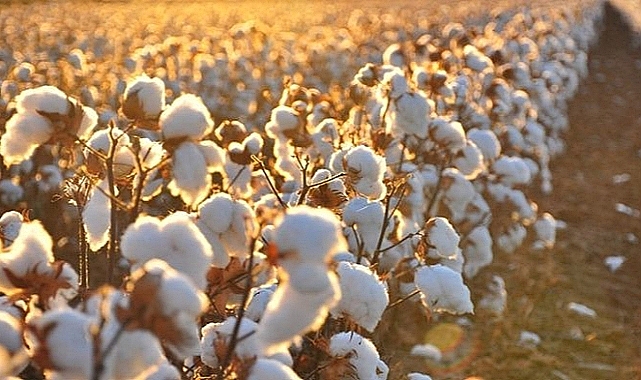 O kurum kütlü pamuğu 20 TL'den alacağını duyurdu