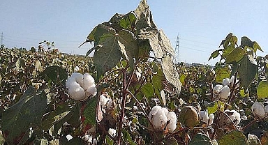 Pamuk fiyatları açıklandı! İşte güncel fiyatlar
