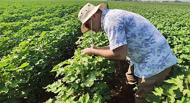 Pamukta zararlı böcekler yapay zekâ ile teşhis edilebilecek