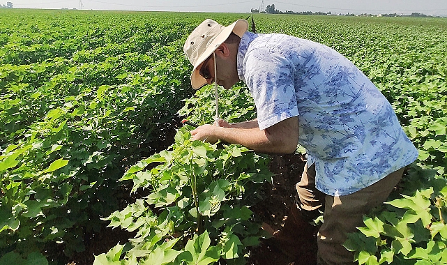 Pamukta zararlı böcekler yapay zekâ ile teşhis edilebilecek
