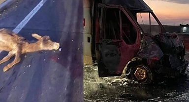 Şanlıurfa'da başıboş eşekler kazaya neden oldu