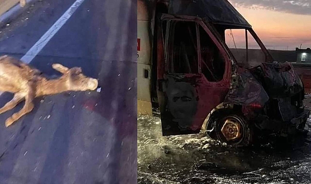 Şanlıurfa'da başıboş eşekler kazaya neden oldu