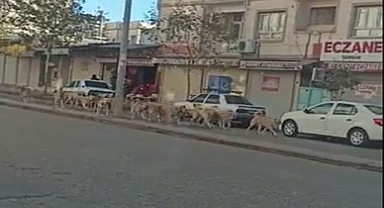 Siverek’te başıboş köpekler tehlike oluşturuyor