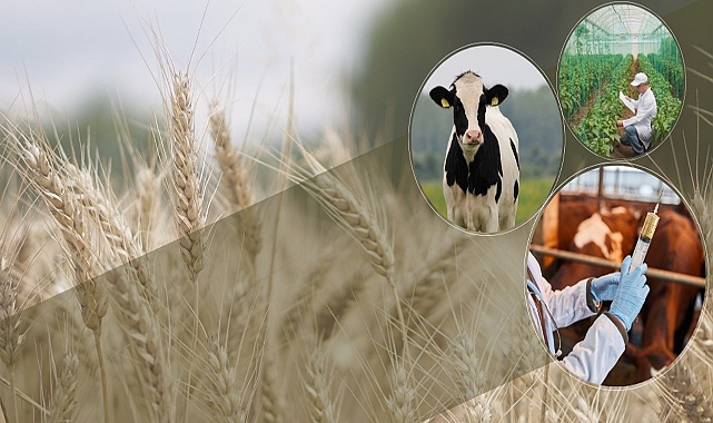 Tarımsal destek ödemeleri hesaplara aktarılıyor