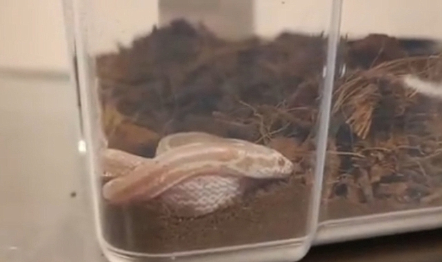 Urfa'da bulunan Mısır Yılanı Gaziantep'e götürüldü