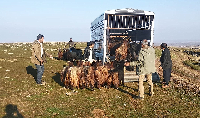 Urfa’da jandarma tarafından bulunan hayvanlar sahibine teslim edildi