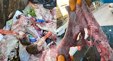 Urfa'da mide bulandıran görüntü! Eşek kesip etini sattılar