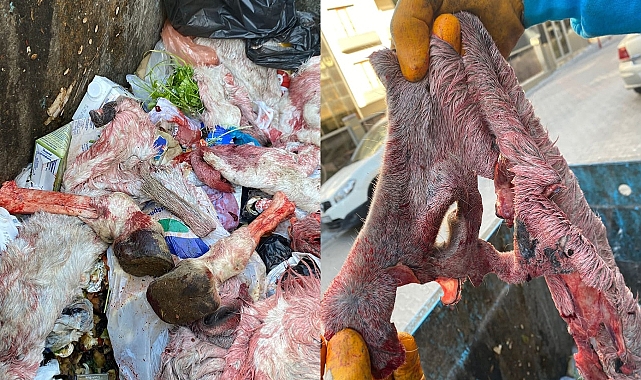 Urfa'da mide bulandıran görüntü! Eşek kesip etini sattılar