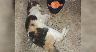Urfa'da sokak kedileri gizemli bir şekilde telef oluyor 