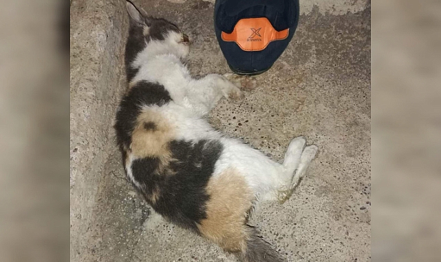 Urfa'da sokak kedileri gizemli bir şekilde telef oluyor