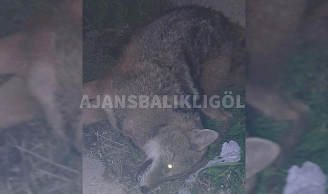 Urfa'da yola çıkan kurt, araç çarpması sonucu telef oldu