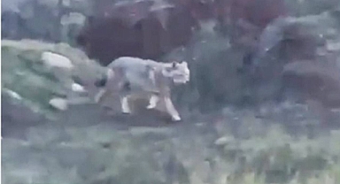 Urfa’nın ilçesine inen kurt sürüsü korku dolu anlara sebep oldu