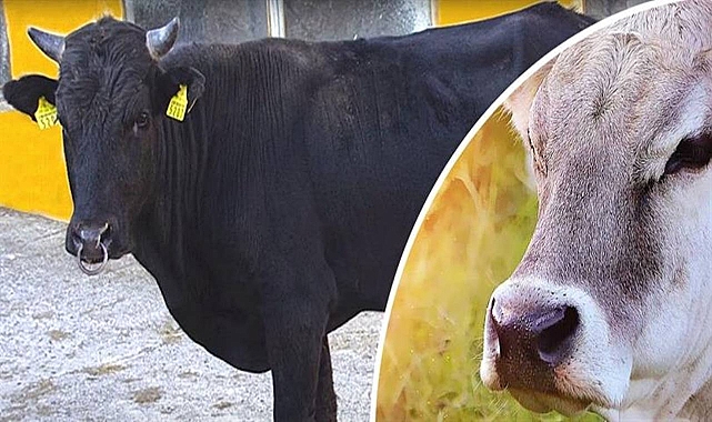 Yerli hayvan ırkları ıslah ediliyor