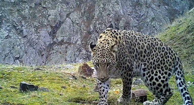 Bakan Kirişci açıkladı! Anadolu Leoparı tekrar görüntülendi