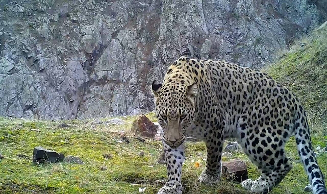 Bakan Kirişci açıkladı! Anadolu Leoparı tekrar görüntülendi