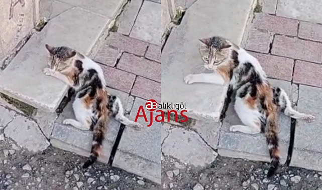 Hilvan'da omurgası ve kalçası kırılan kedi tedaviye alındı