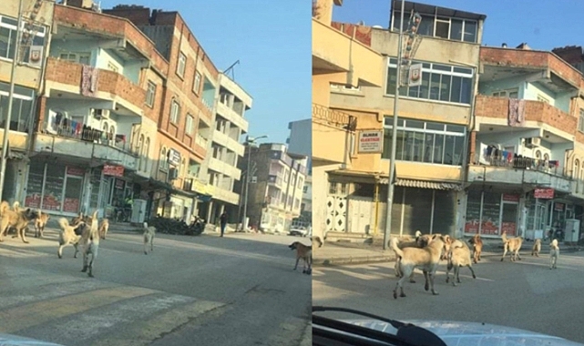 HÜDA PAR Hilvan İlçe Başkanı Atakay sokak köpeklerine dikkat çekti