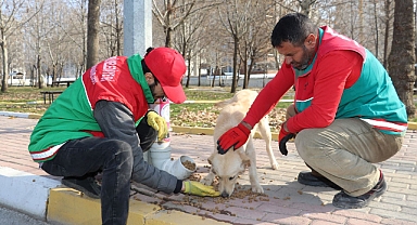 Karaköprü'de sokaktaki canlar aç kalmıyor
