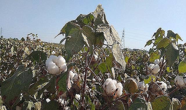 Kütlü pamuk fiyatı açıklandı