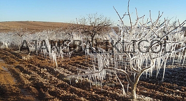 Şanlıurfa’da fıstık ağaçları buzdan heykele döndü