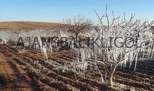 Şanlıurfa’da fıstık ağaçları buzdan heykele döndü