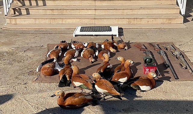 Şanlıurfa’da kaçak avcılar suçüstü yakalandı