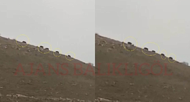 Şanlıurfa'da yaban domuzu sürüsü görüntülendi