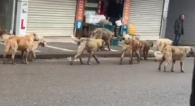 Siverek'te başıboş köpekler tehlike oluşturuyor