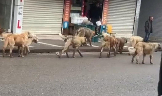 Siverek'te başıboş köpekler tehlike oluşturuyor