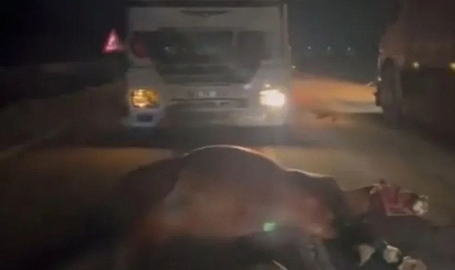 Urfa'da binlerce liralık yarış atları telef oldu