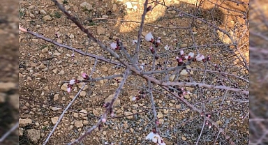 Urfa’da ocak ayında badem ağaçları çiçek açtı