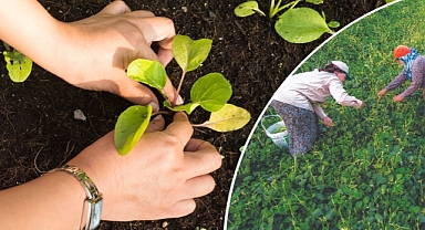 Yerli ve milli tohumlar kadın çiftçilerle buluşuyor