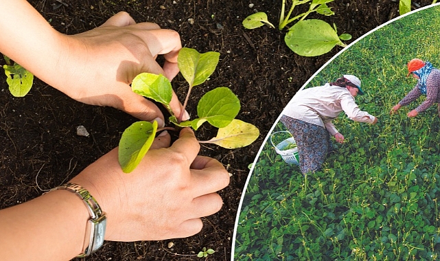 Yerli ve milli tohumlar kadın çiftçilerle buluşuyor