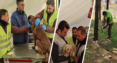Deprem bölgelerinde yüzlerce hayvan tedavi edildi