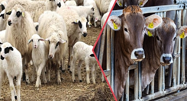 Depremzede çiftçilere destekleme ödemesi yapılacak